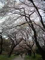 Tv_20080328_13