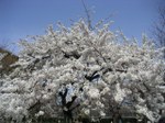Tv_20080328_7