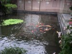 Tv_20080811_20